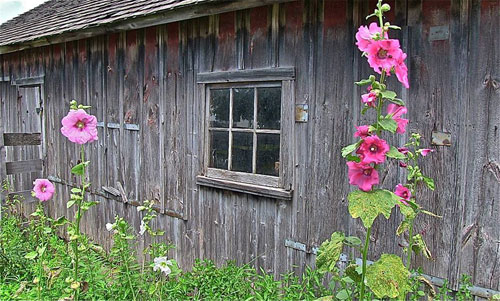 Hollyhocks at Garfield Farm