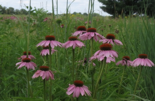 Purple coneflowers in bloom